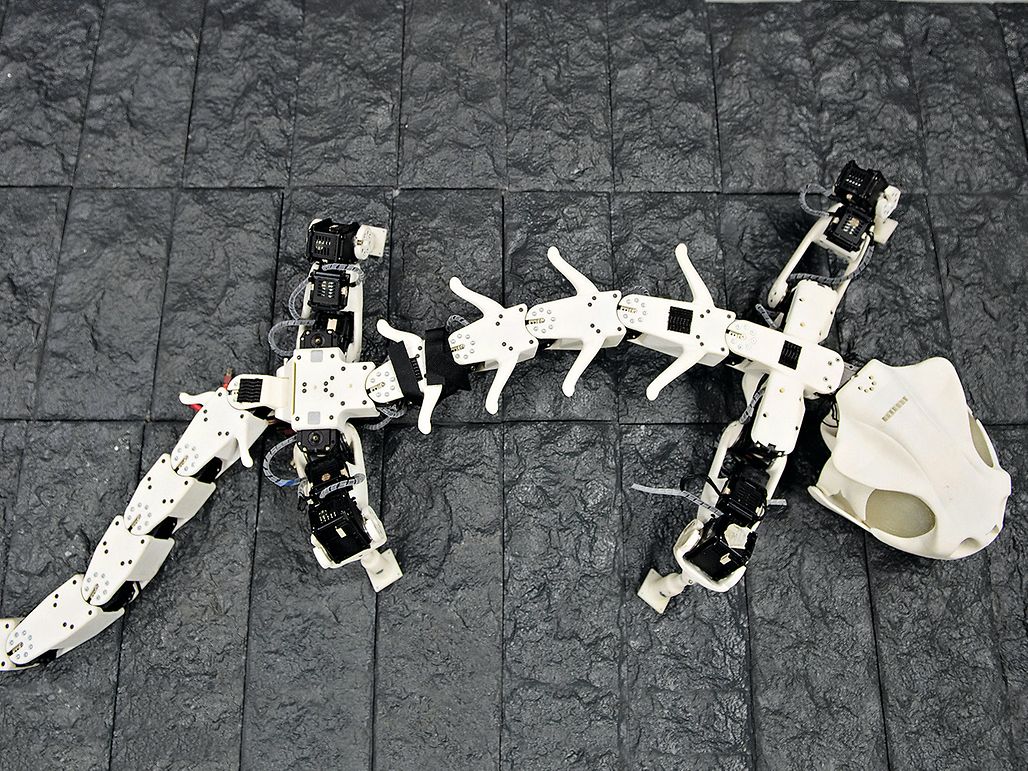 Header_animalrobotics
